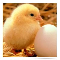 Image of a baby chick next to an egg.