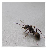 Ant!