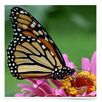 Image of monarch butterfly