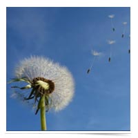 Dandelion scattering seeds.