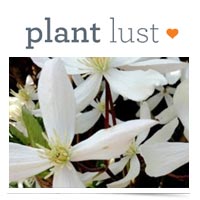 Plant Lust logo.