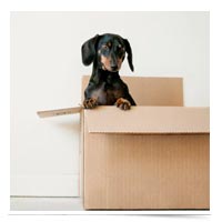 Dog in a moving box.