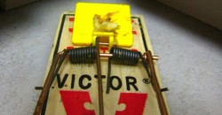 Mouse trap image by: billselak-427719926_923c792e6a_b